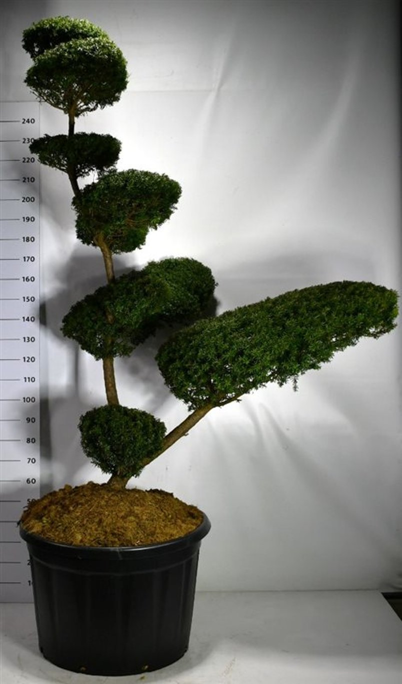 Taxus cuspidata - 180-200 CM Bonsai Cont.